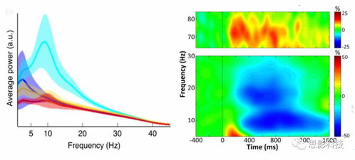 脑磁图（MEG）数据处理服务 迈向神经科学深海的精准航标